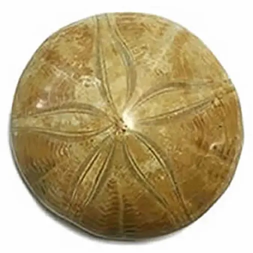Nuestra galería de piedras de erizo de mar fósil para un pedido personalizado.