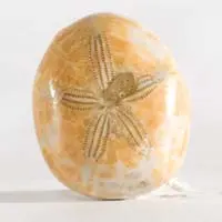 Erizo de mar fósil C cabujón