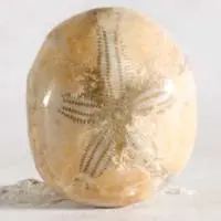 Erizo de mar fósil G cabujón