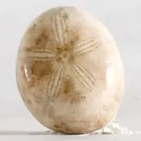Erizo de mar fósil H cabujón