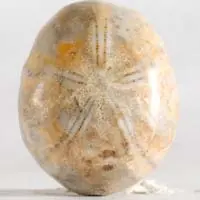 Erizo de mar fósil I cabujón