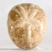 Erizo de mar fósil J cabujón