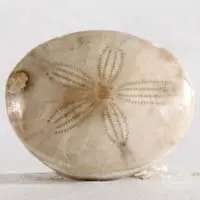 Erizo de mar fósil K cabujón