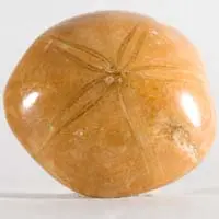 Erizo de mar fósil L cabujón
