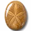 Catálogo de erizos de mar fósiles