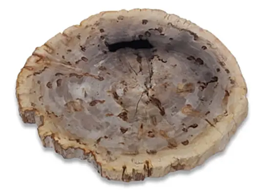 Nuestra galería de madera petrificada, fosilizada o bogwood