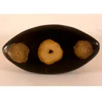 Madera fosilizada cabujón