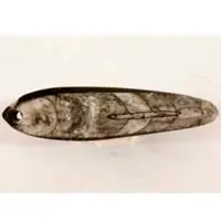 Orthoceras fosilizado A cabujón