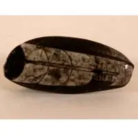 Orthoceras fosilizado B cabujón