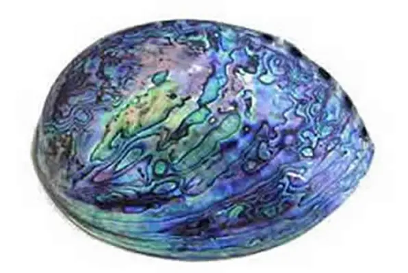 La historia, beneficios y virtudes de la paua
